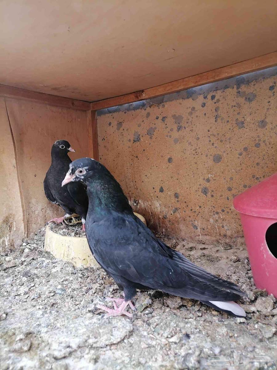 طبات قطايف للبيع (تم البيع)64386933762050111