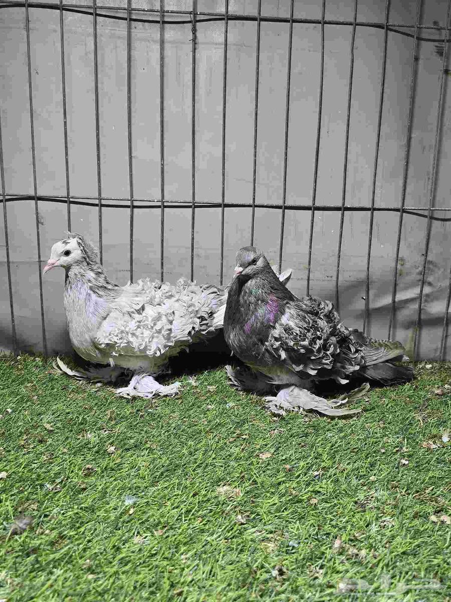 Miftal64379616811265110