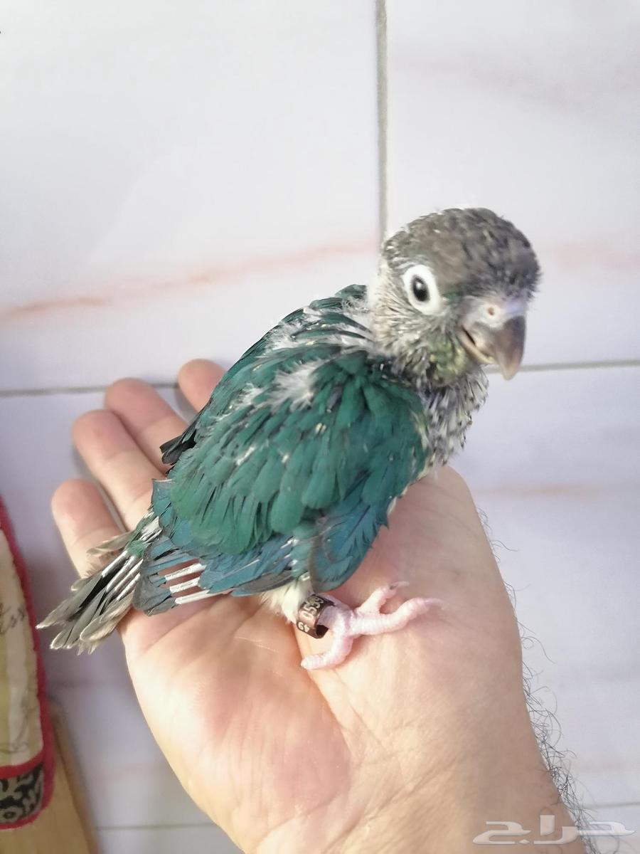 Farakh Ghur Keniour Turquoise Yeloside (Faylout Dye) Local-Al-Ahsa64381287413762112