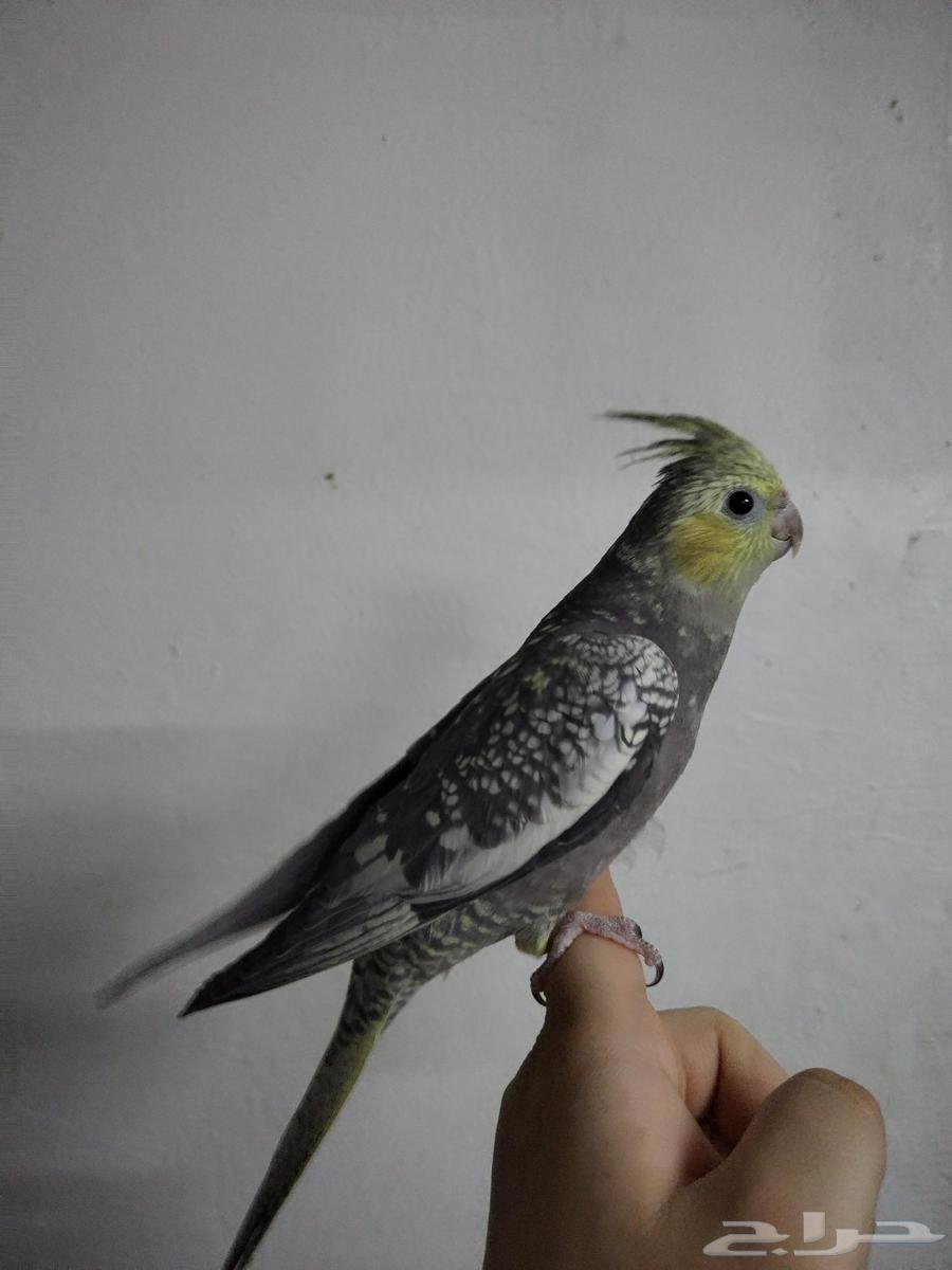 فرخ كروان باستل فيس64385480855043112