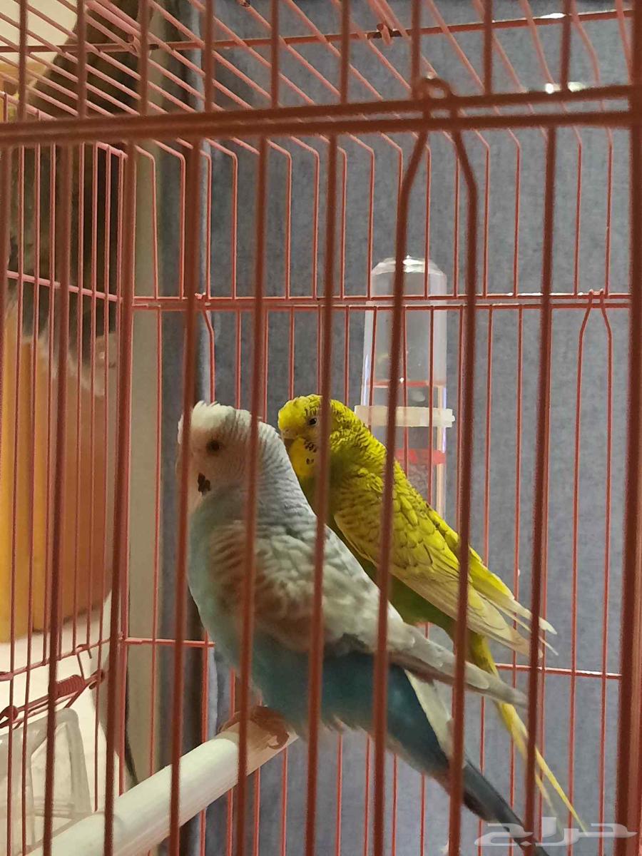 طيور البادجي ( عصافير الحب)64370958116227112