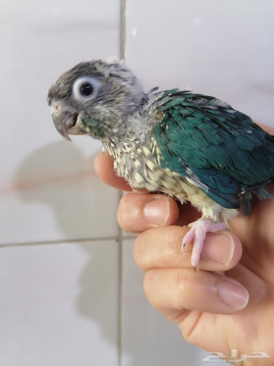 Farakh Ghur Keniour Turquoise Yeloside (Faylout Dye) Local-Al-Ahsa64381287413762114