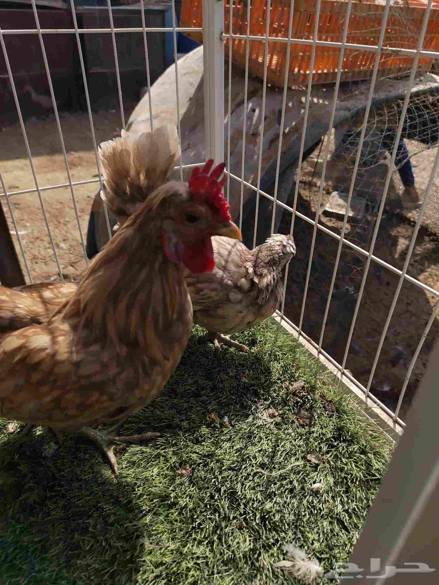 دجاج لون مميز فراشه64381480392835113