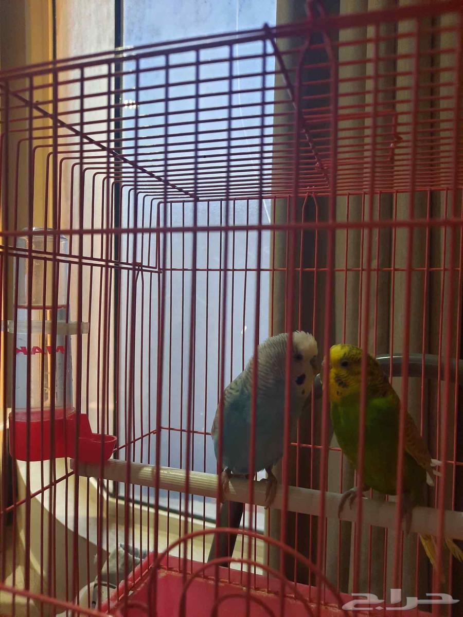 طيور البادجي ( عصافير الحب)64370958116227111