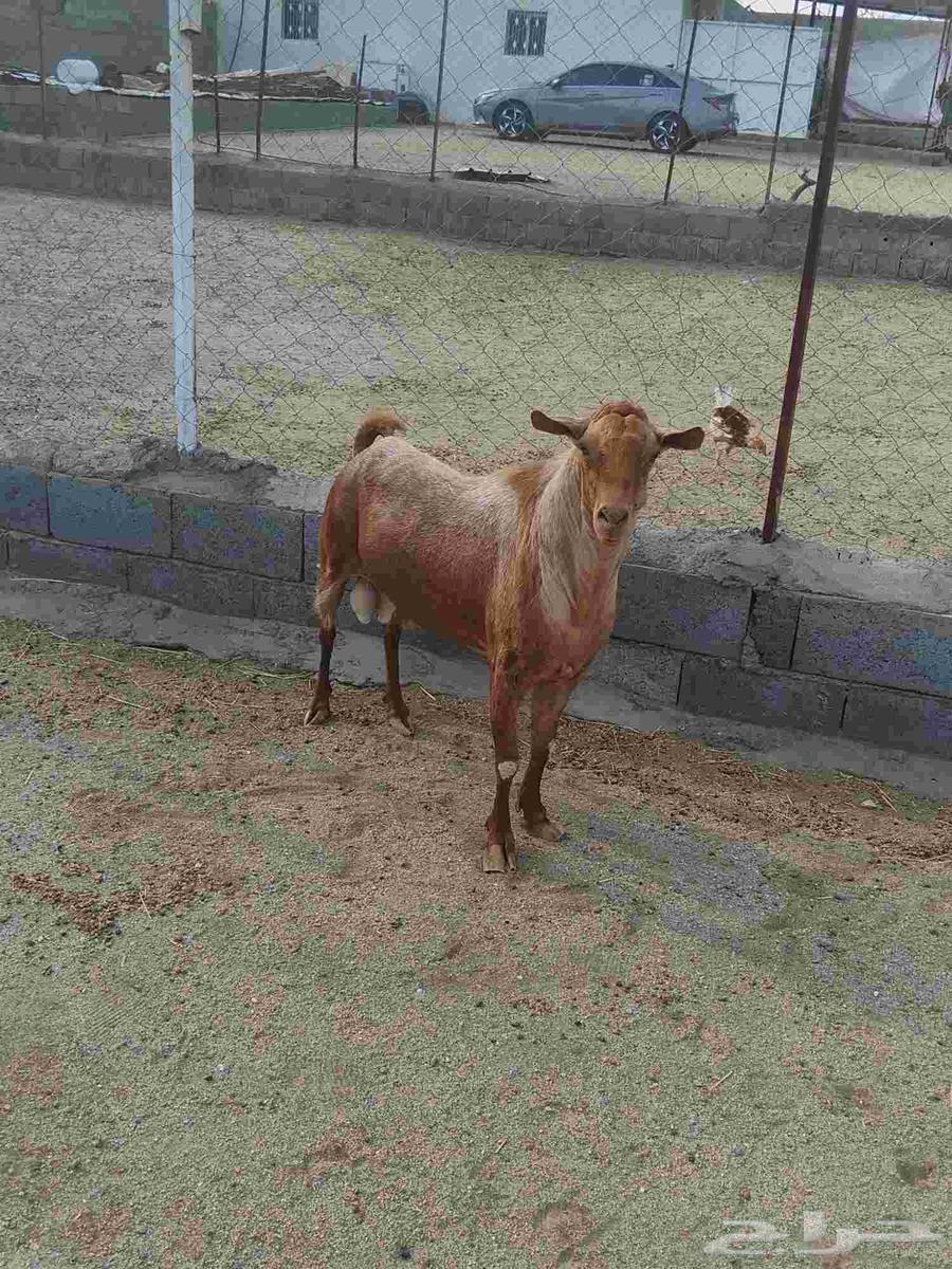 للبيع تيس اجم احص فحل شرط. اضراب وحاار شرط64386152080131114