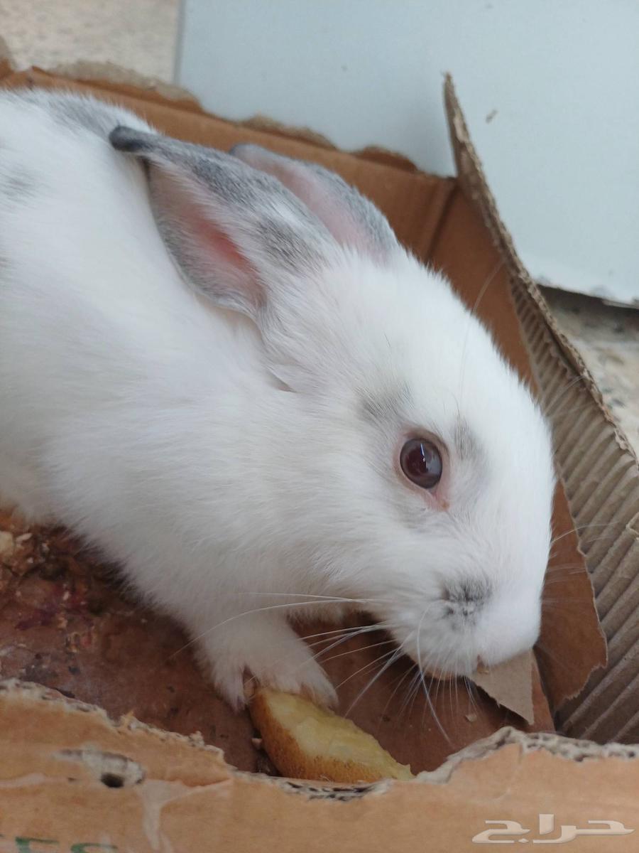 One rabbit is 20 riyals.64384674989697113