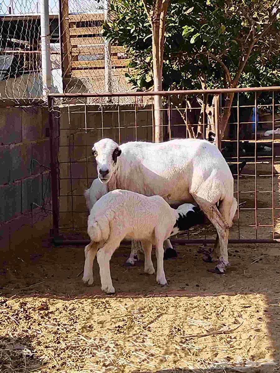 نعجه رفيديه معها توم نعيمي للبيع اعلا سومه بالعام64380624410371110