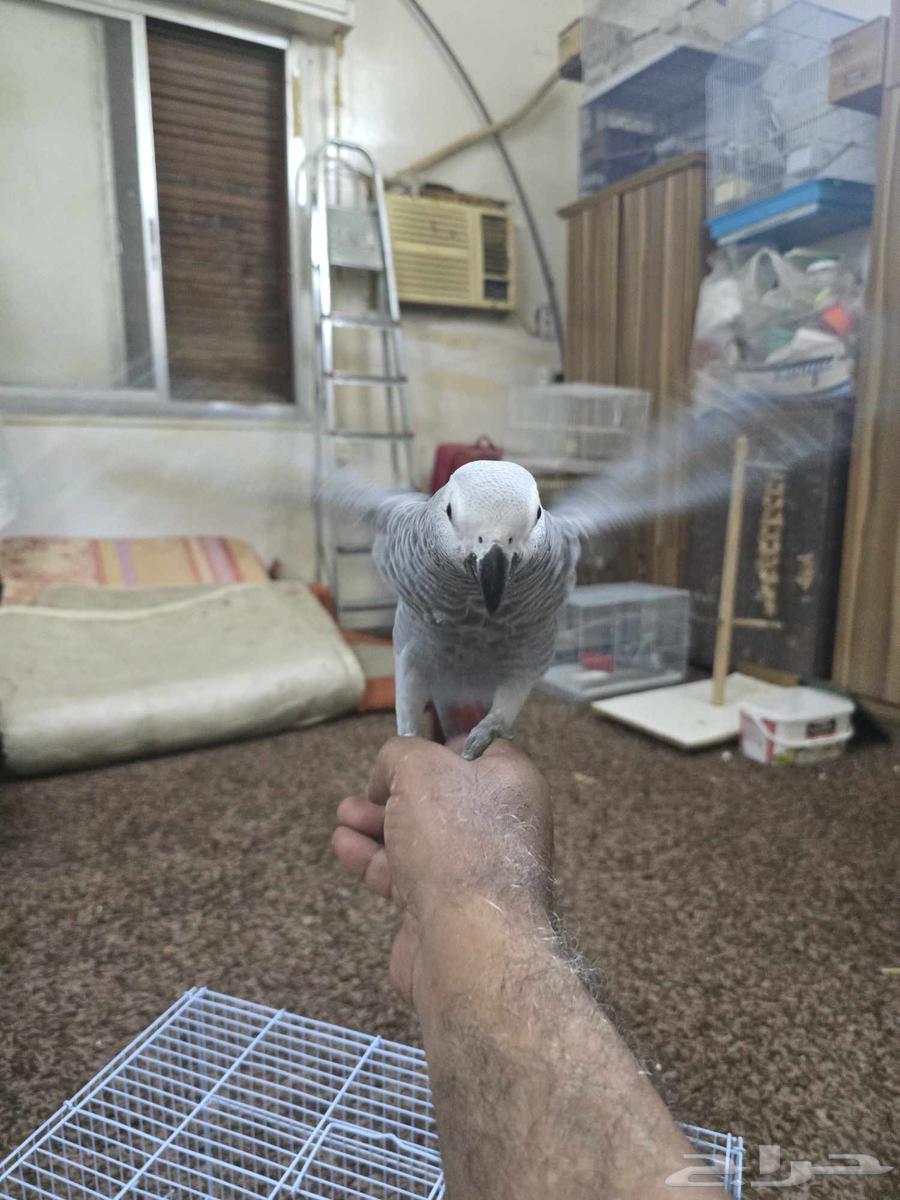 فرخ ببغاء كاسكو64378658564739114