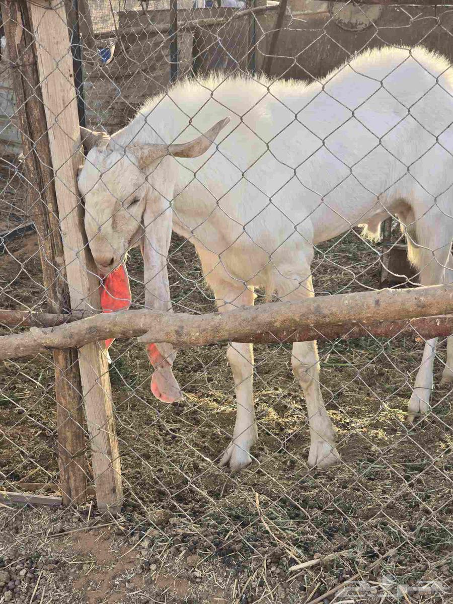 تيس هولندي فحل64386333185537111