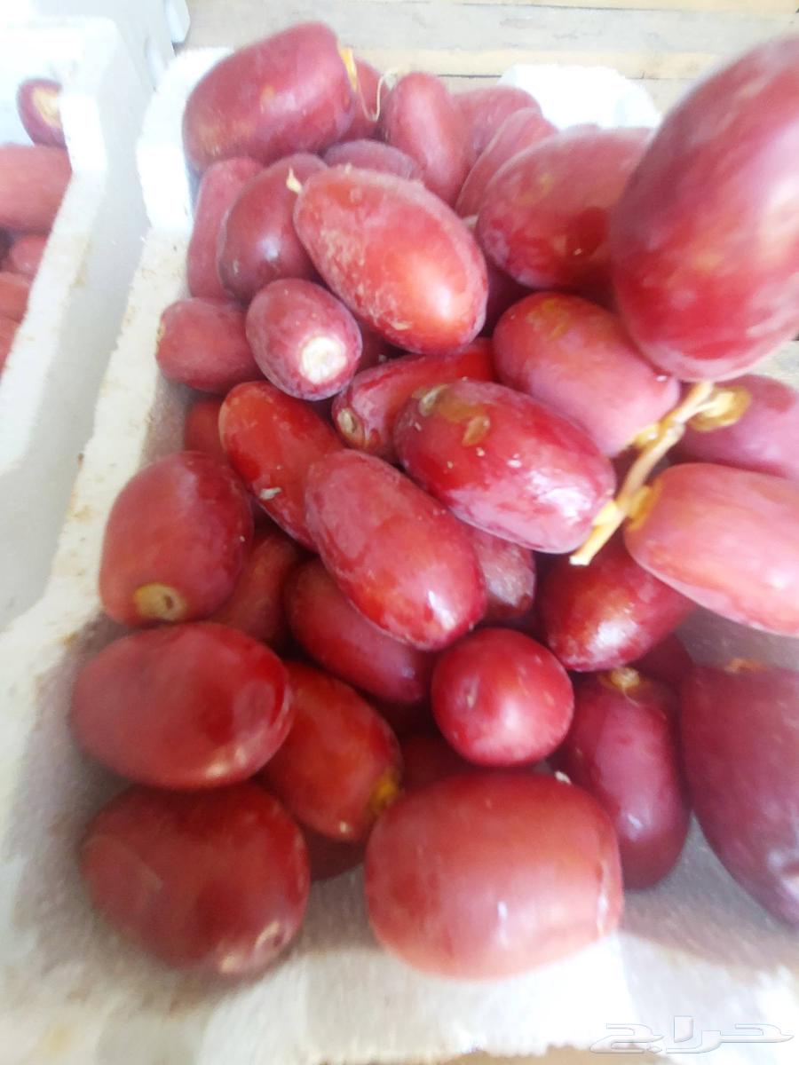 تمر حلوه مناصيف طيب سكر64386262547458110