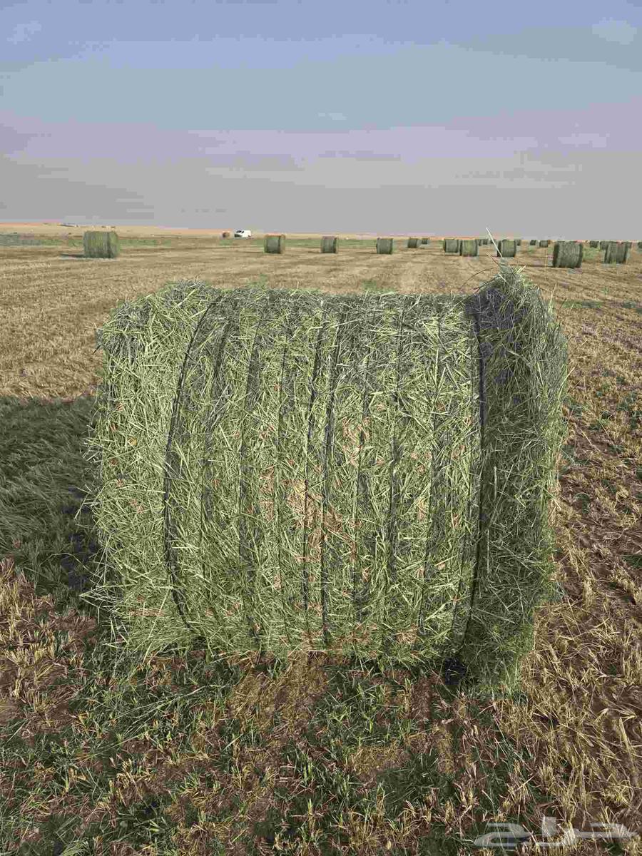 Rods size 130 smooth with rash64385761477123111