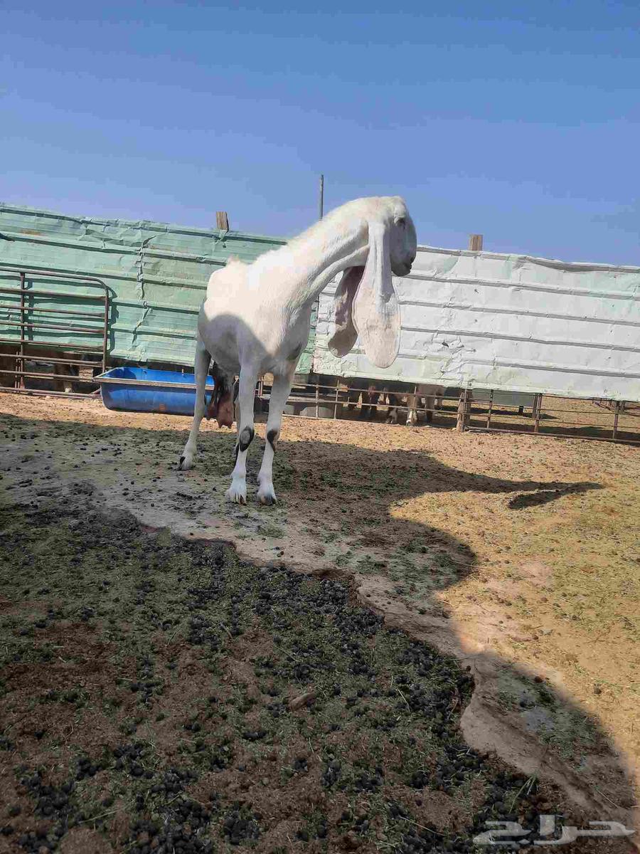 عنز فاخره شابب64380638692482110