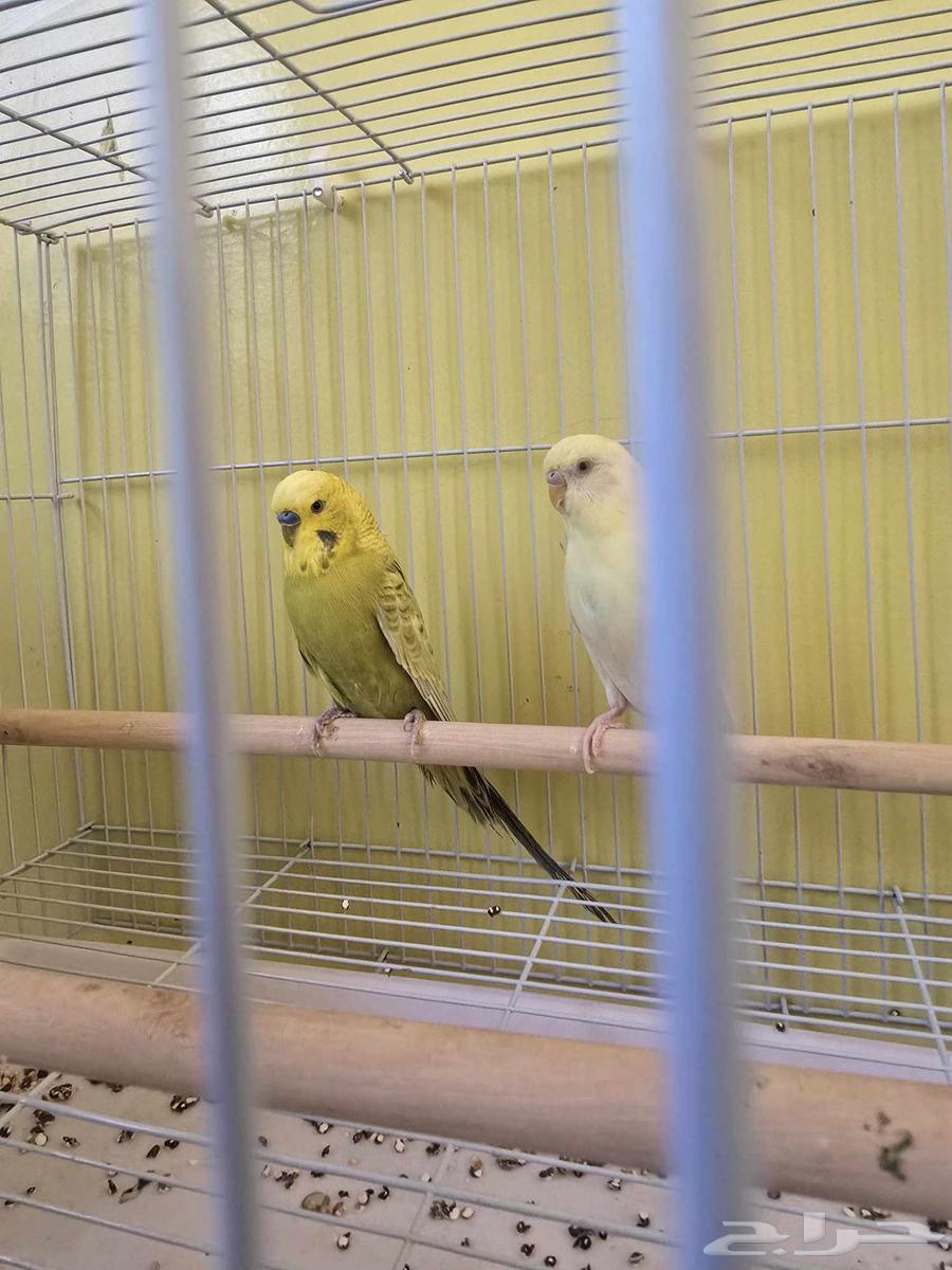 زوجين بادجي64380340312065110