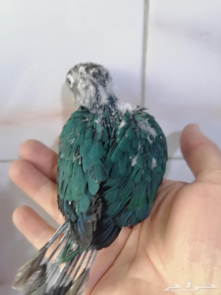 Farakh Ghur Keniour Turquoise Yeloside (Faylout Dye) Local-Al-Ahsa64381287413762111