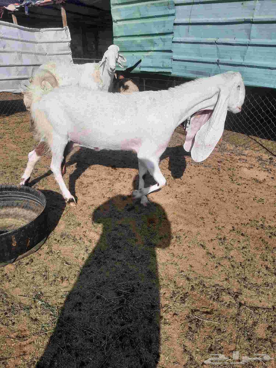 عنز فاخره شابب64380638692482113