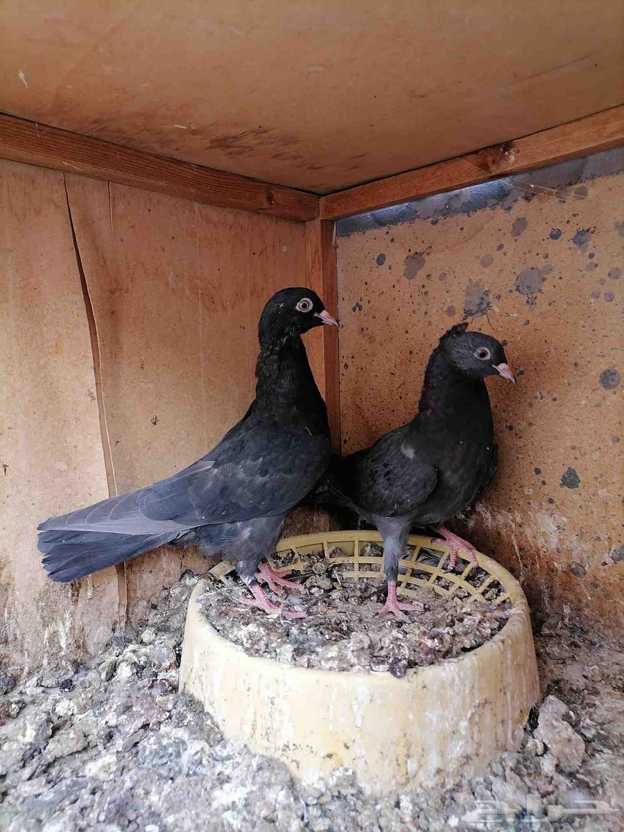 طبات قطايف للبيع (تم البيع)64386933762050114