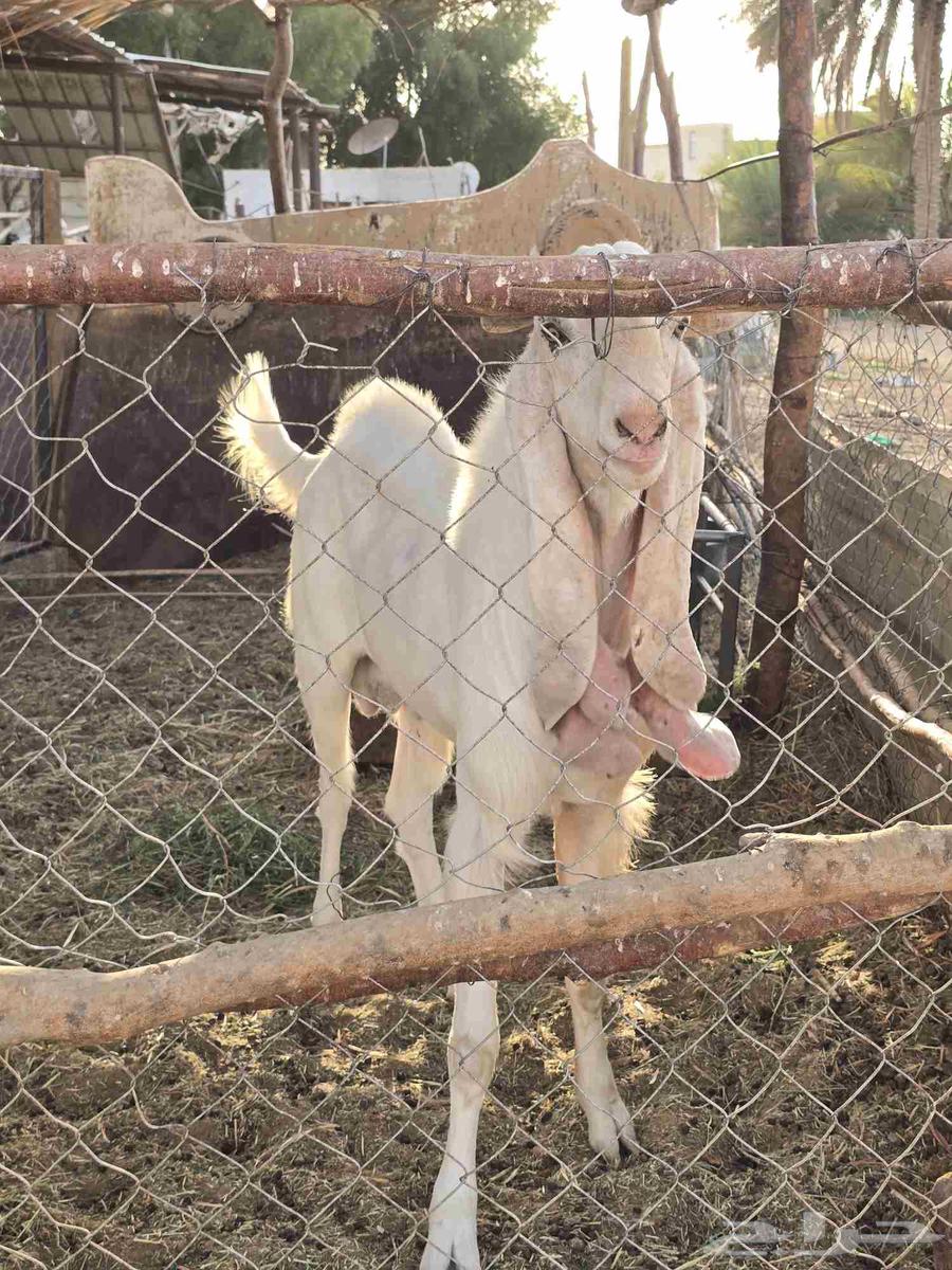 تيس هولندي فحل64386333185537110