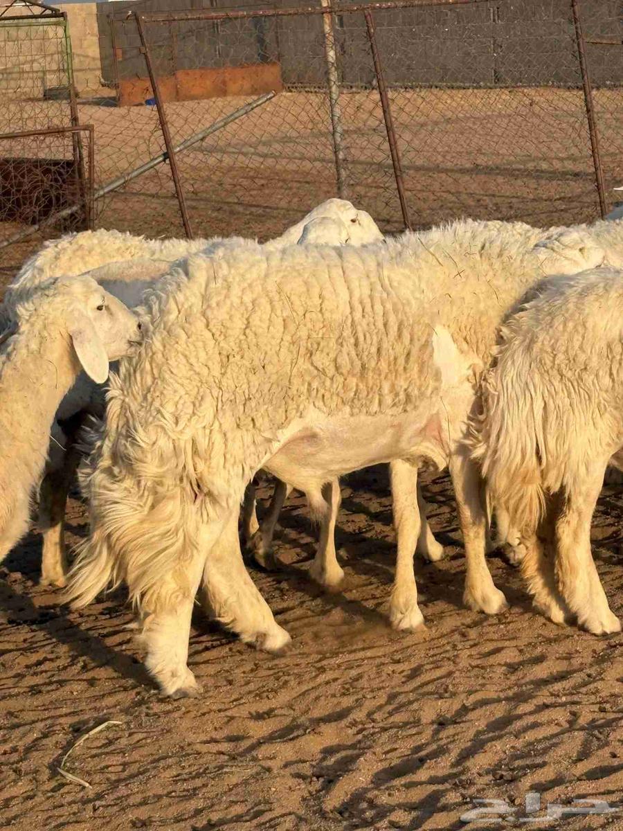 فحل صنف64380682451331110