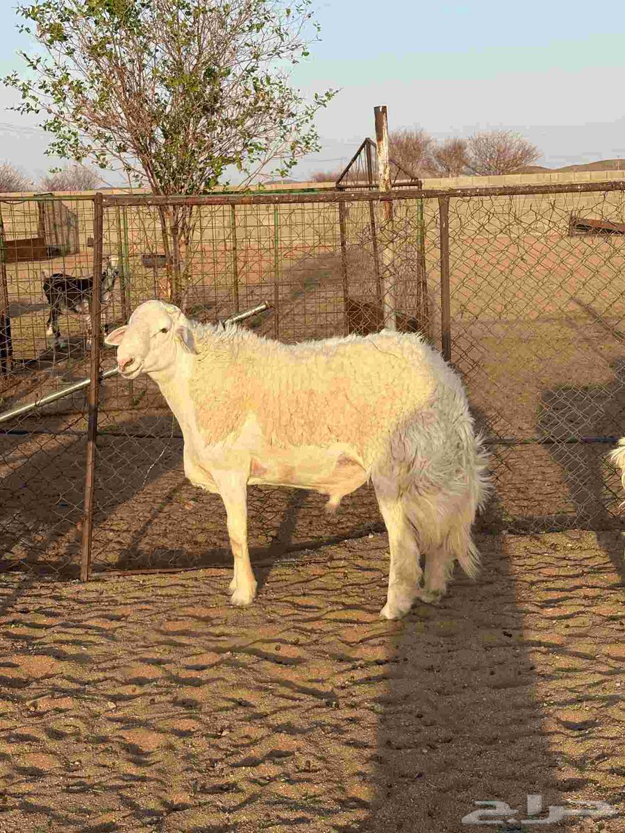 فحل صنف64380682451331114