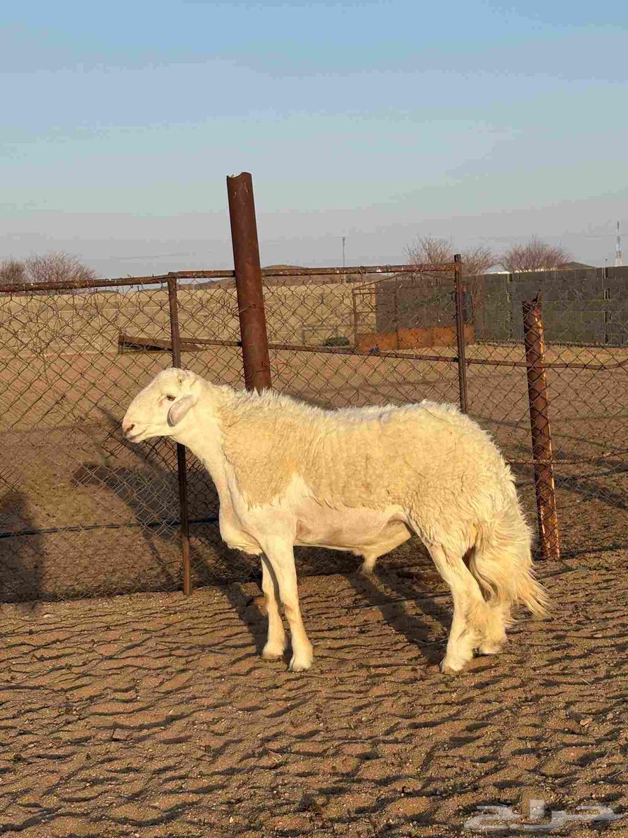 فحل صنف64380682451331113