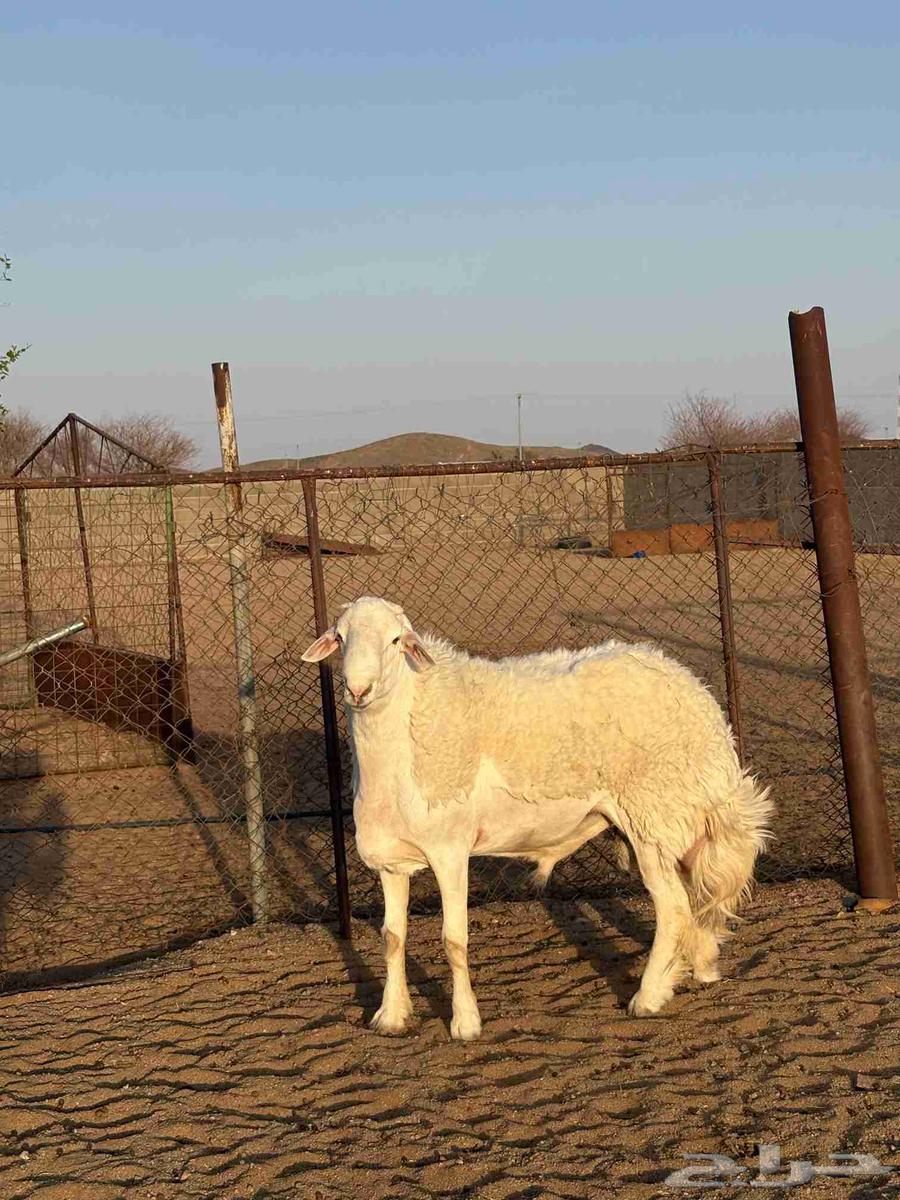 فحل صنف64380682451331112