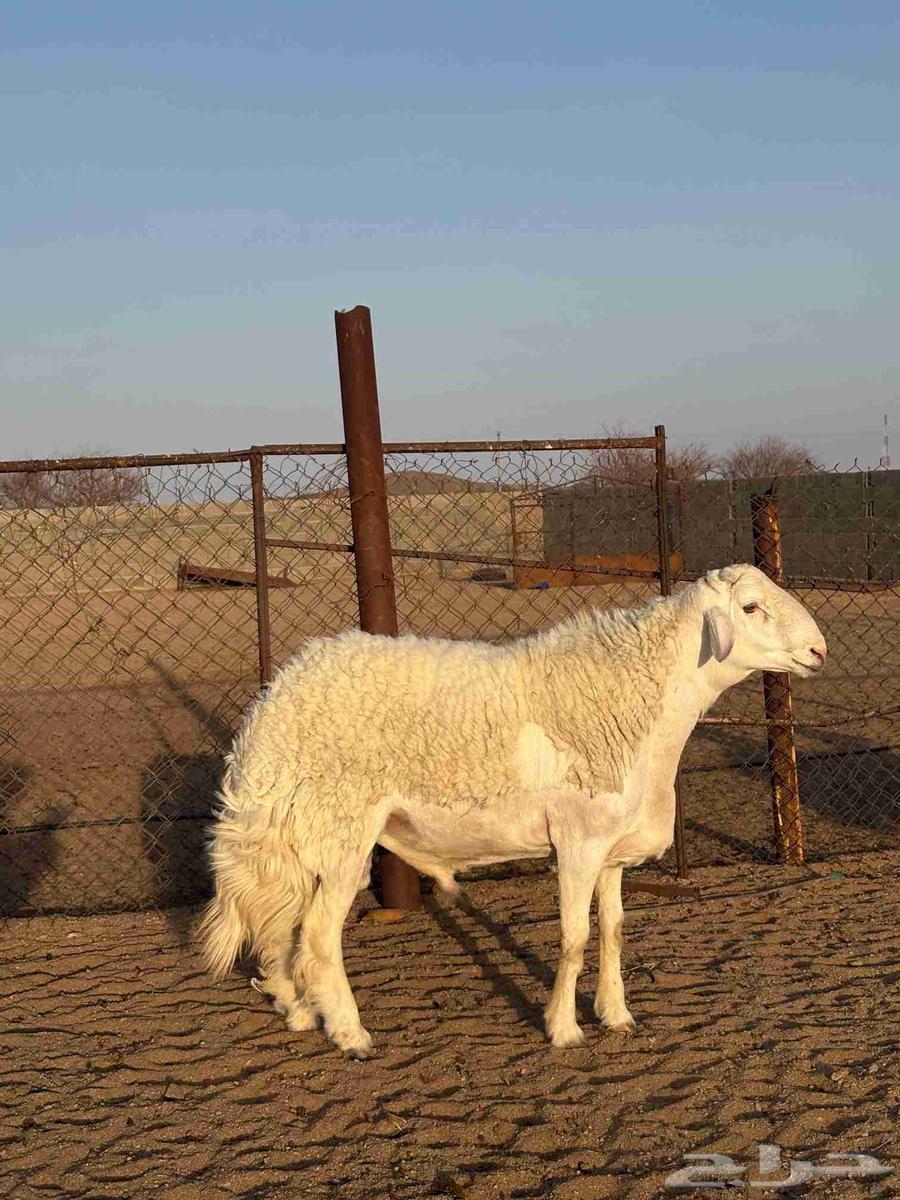 فحل صنف64380682451331111