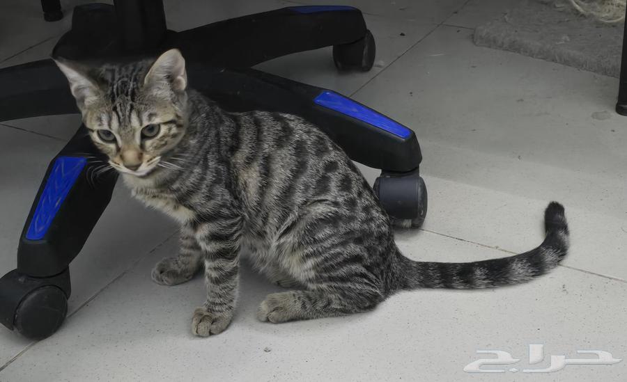 بنغال خالص فضي مبقع رخامي64378252141569111