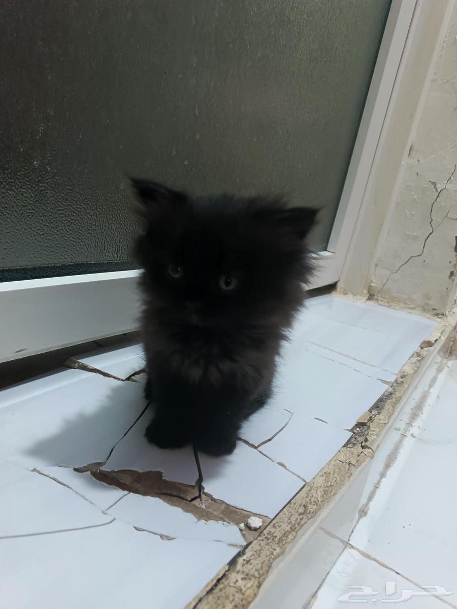 قطط شيرازي هجين سكوتش فولد استريت64383206484611112