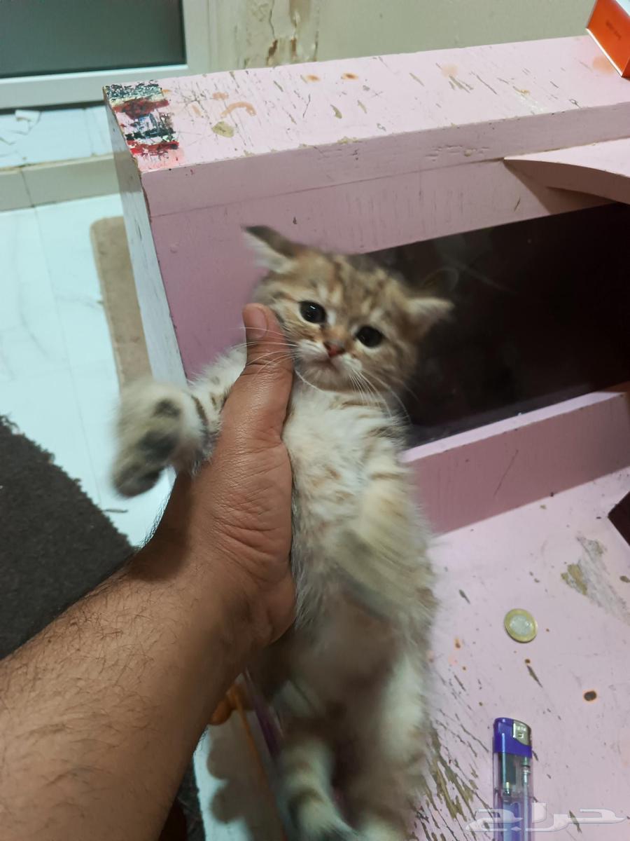 قطط شيرازي هجين سكوتش فولد استريت64383206484611110