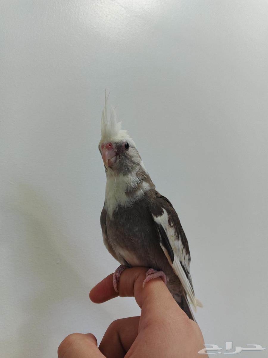 كروان اليف64391920933635110