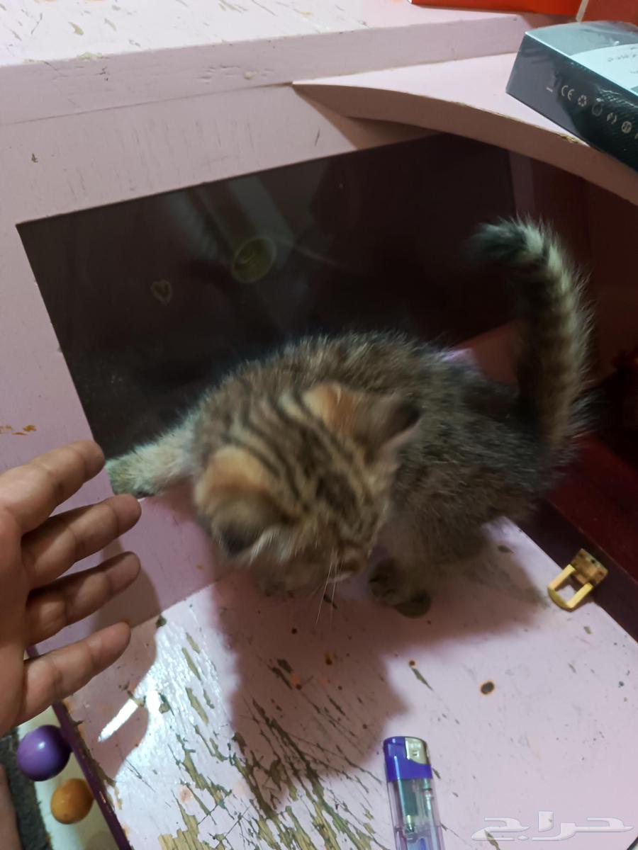 قطط شيرازي هجين سكوتش فولد استريت64383206484611111