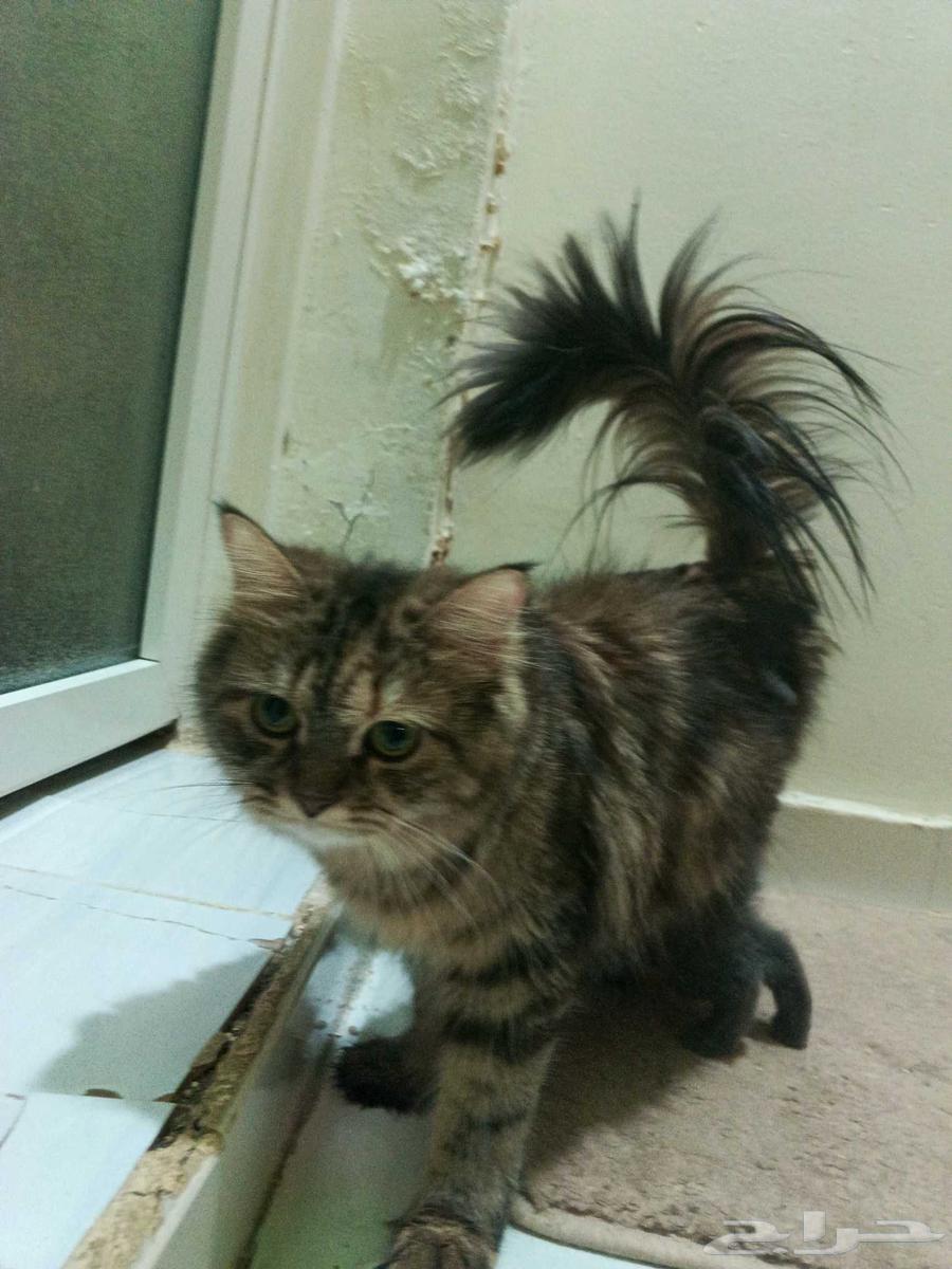 قطط شيرازي هجين سكوتش فولد استريت64383206484611114
