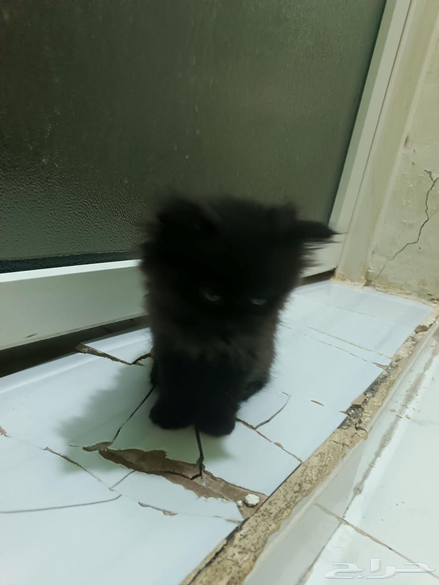 قطط شيرازي هجين سكوتش فولد استريت64383206484611113
