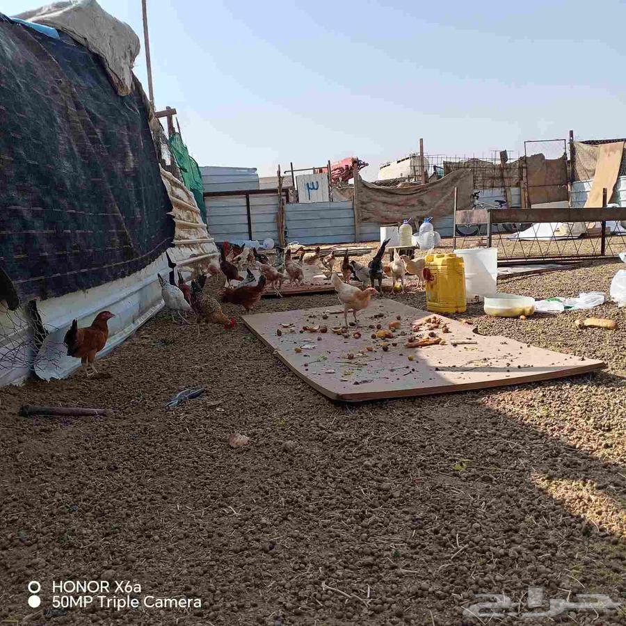 Three to four-month-old Jameed chicken, located in Al-Jami'ah district, contact via WhatsApp64392168855810110