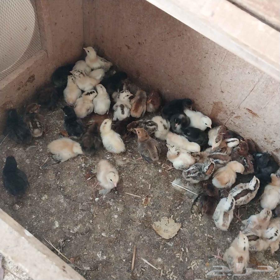 للبيع صوص لامبورجيني وصوص بلدي64368032100865111