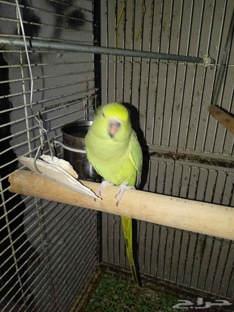 ببغاء درة أنثى للبيع أنتاج سبب البيع عدم تفروغ64377211752705112
