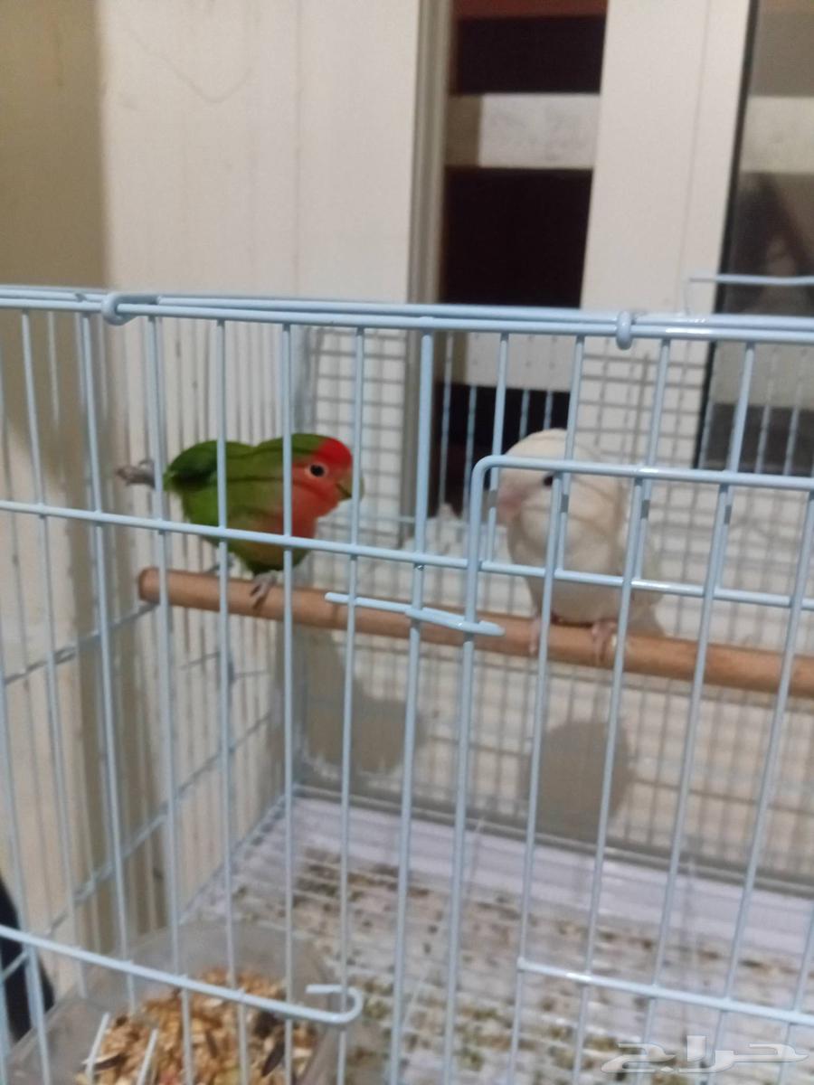 روز للبيع64388093379969110