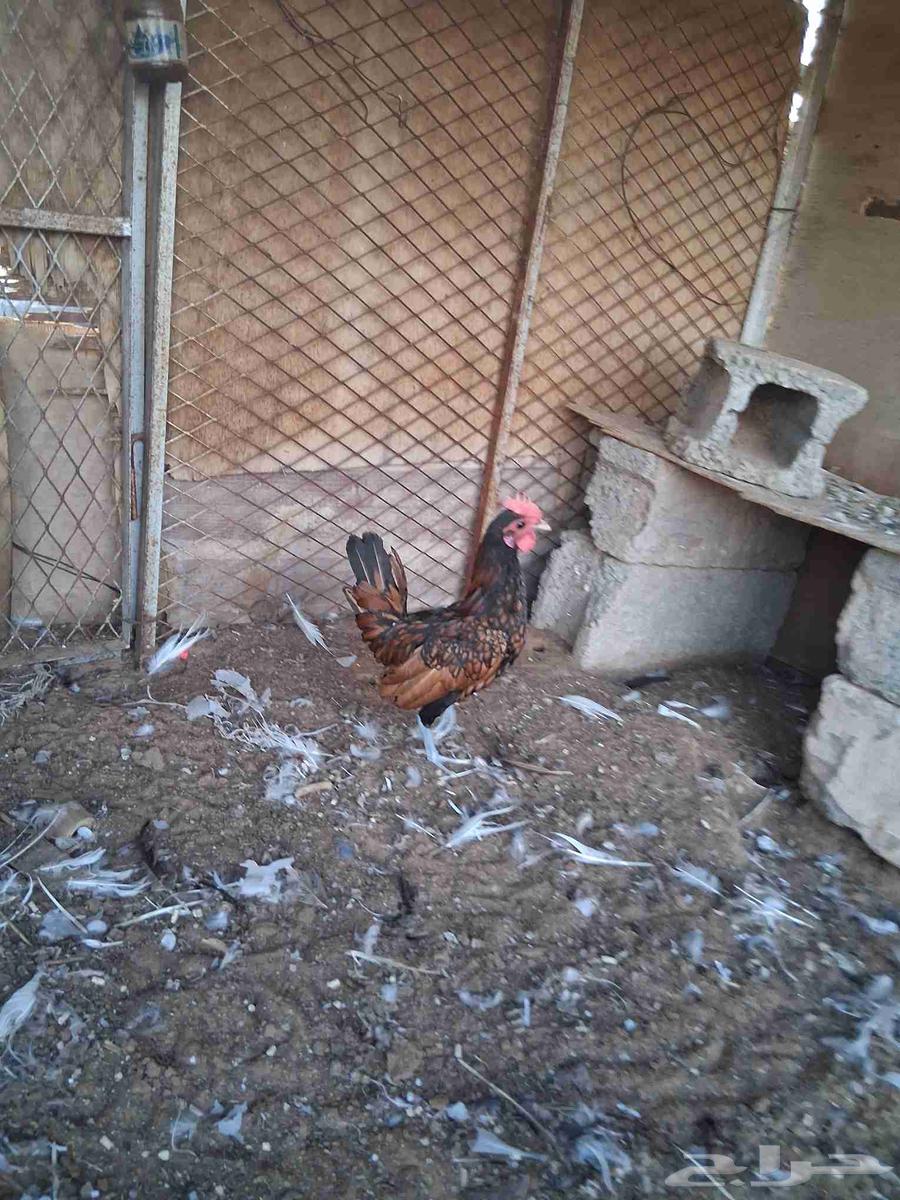 ديك سبرايت شبابي عرف واحد العمر اربع شهور 20 يوم64381425184129110