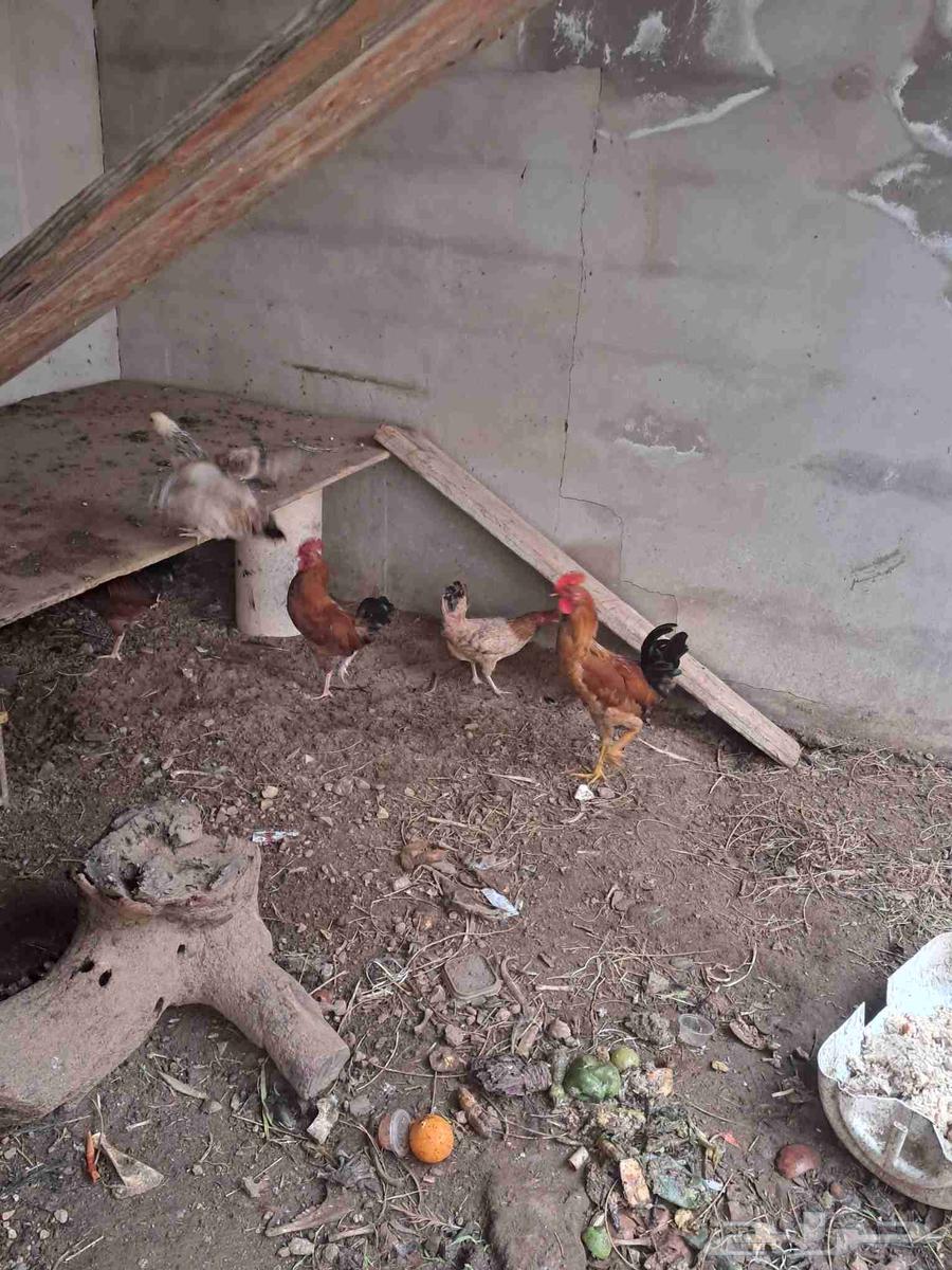 ديك بلدي للبيع ديكه بلدي للبيع64377914873985111