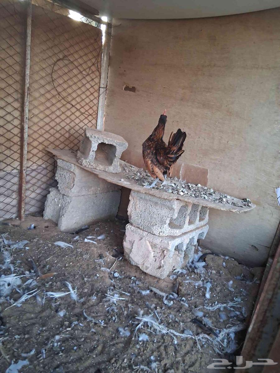 ديك سبرايت شبابي عرف واحد العمر اربع شهور 20 يوم64381425184129114