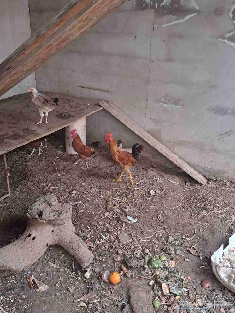 ديك بلدي للبيع ديكه بلدي للبيع64377914873985112