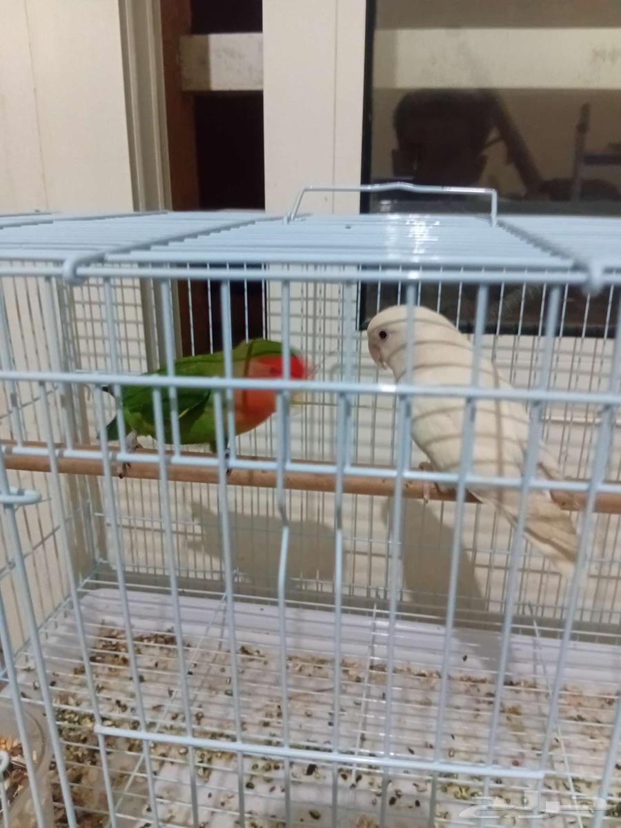 روز للبيع64388093379969111