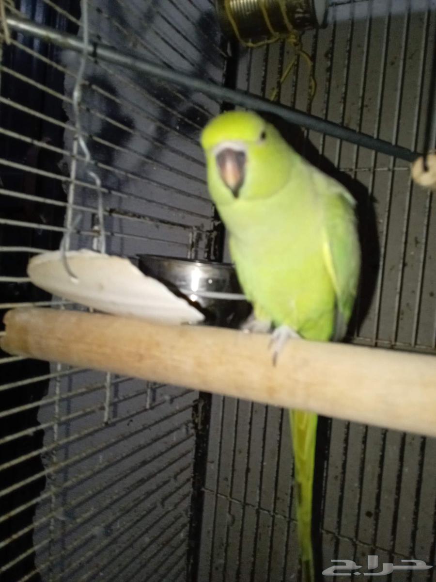 ببغاء درة أنثى للبيع أنتاج سبب البيع عدم تفروغ64377211752705114