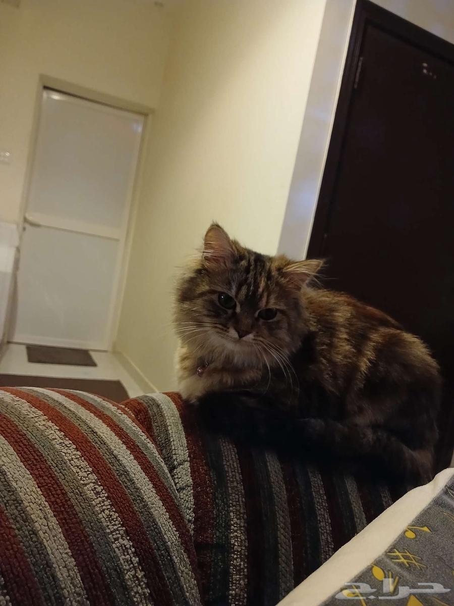 قطه للبيع من نوع شيرازي سكوتش فولد عمرها سنتين64390040666498113