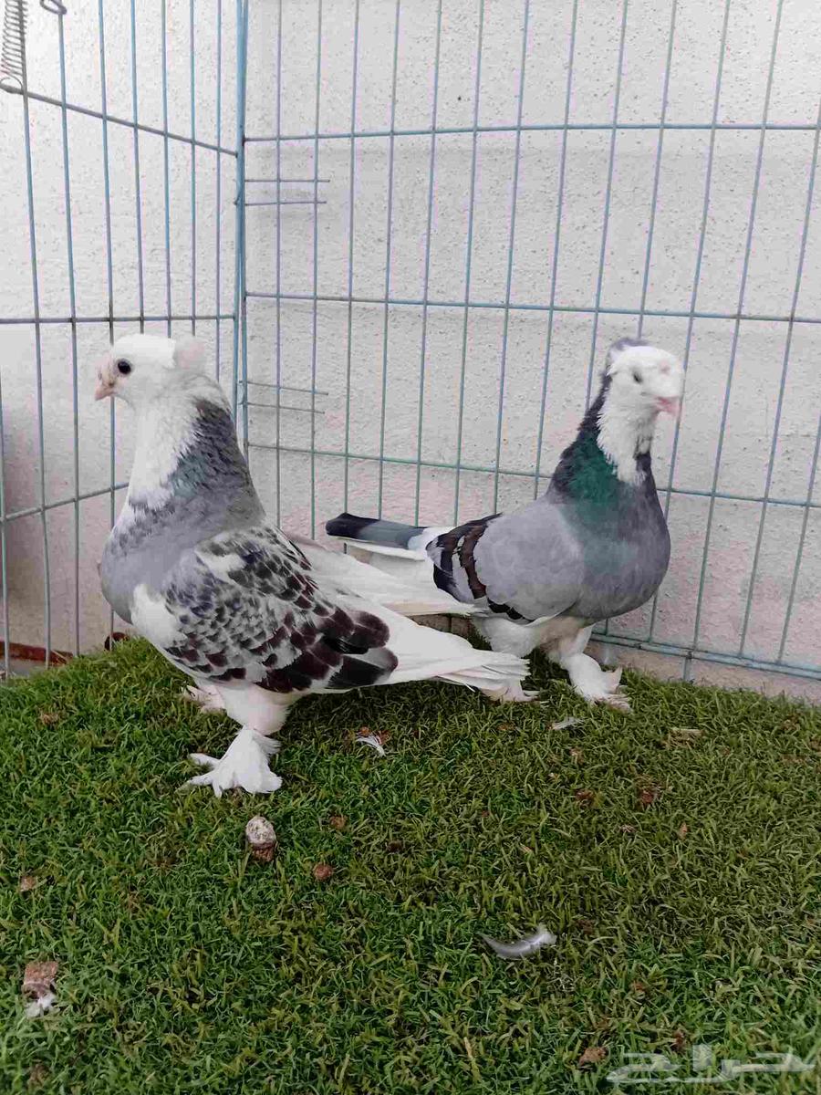 Complex Turkish double-crested comb pair64388454461314111