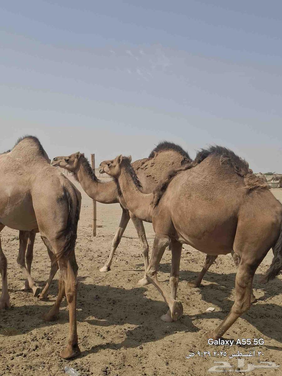 نياق لقح وفيها خلفه عشرا حمر زينات بالحيل وكفو64381575669249111