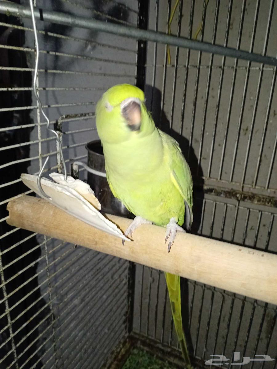 ببغاء درة أنثى للبيع أنتاج سبب البيع عدم تفروغ64377211752705111