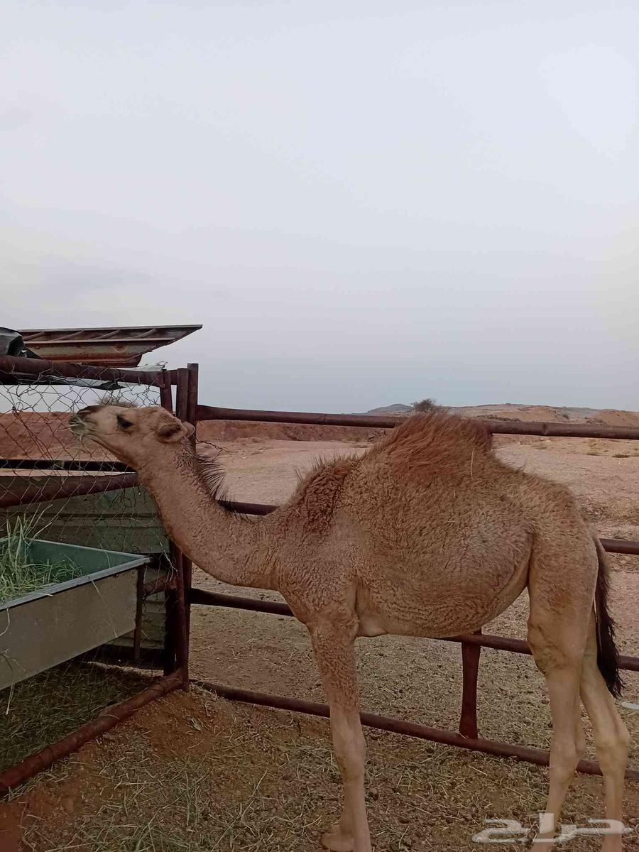 بكره شعلا كفو عمرها 6 شهور للبيع64392004230785112