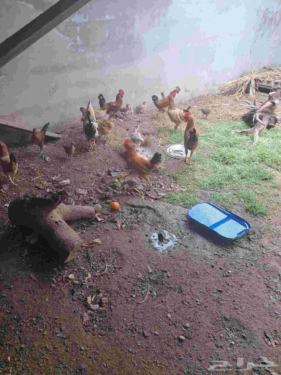 ديك بلدي للبيع ديكه بلدي للبيع64377914873985110