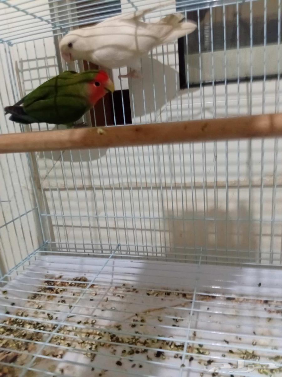 روز للبيع64388093379969112